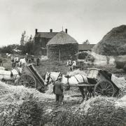 'Only Spuds and Horses!' a vintage instalment of Norfolk farming history in the shape of a west Norfolk potato harvest during the 1950s  Image: Keith Skipper Collection