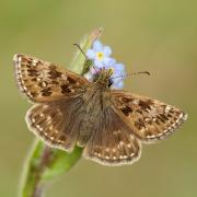 The Dingy Skipper butterfly, not named after yours truly!