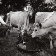 Back to Norfolk farming basics with milking by hand, munching and mooching in old-fashioned pastoral style
