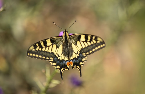 Norfolk nature reserve celebrates 50 years of wildlife and conservation success