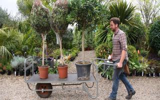 Urban Jungle is one of the best garden centres to visit in and around Norwich.