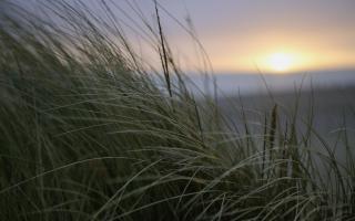Marram grass greets the coastal sunrise with a promise of growing January rations of daylight  Image: Trevor Allen
