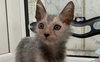 Lily the Lykoi is the newest arrival at the Cat House in Norwich