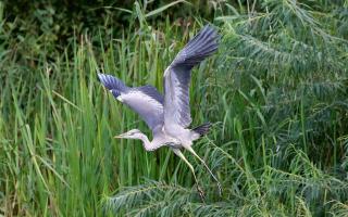 A Grey Heron, known locally as a 'harnser'